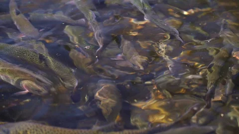 Hatchery Trout Stock Footage 115955910