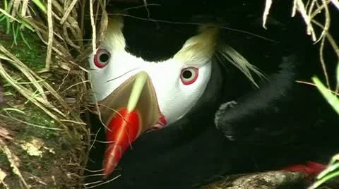 Hatchet-bird Stock Footage 8987575