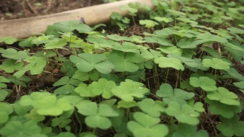 Hatchet on the ground in the wood Stock Footage 101477821
