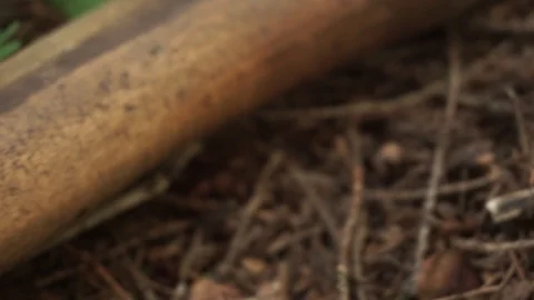 Hatchet on the ground in the wood Stock Footage 101477848