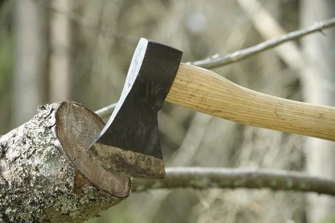Hatchet or ax stuck in a tree stump against of blured forest background. 스톡 사진