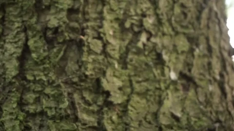 Hatchet in a tree, close up Stock Footage 101477799