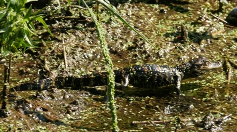 Hatching American Alligator (Alligator mississippiensis) walking in a swamp Stock Footage 68052453