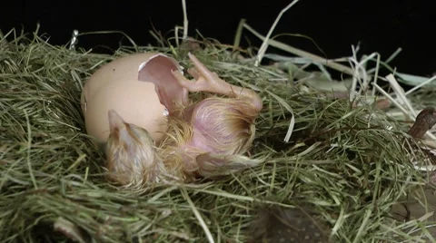Hatching chick HD 動画素材 8648435