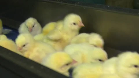 Hatching chicks are moved along a conveyor belt Stock Footage 103421506