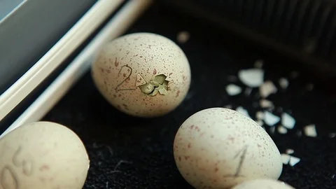 Hatching Chicks from eggs Stock Footage 83589191