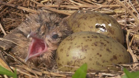 Hatching chicks from eggs. Nestling and eggs in the bird nest in spring lake. Stock Footage 109089575