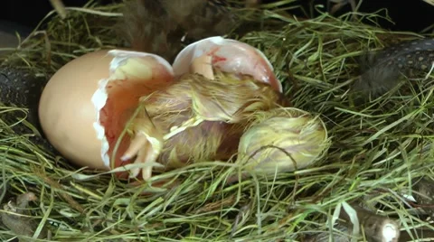 Hatching egg HD 動画素材 8648563