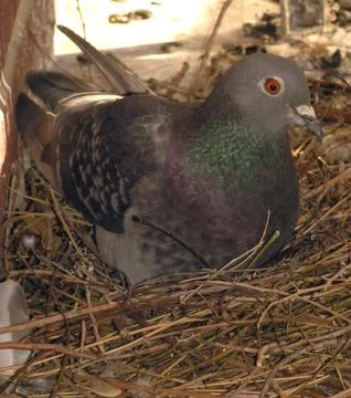 Hatching eggs. Foto stock