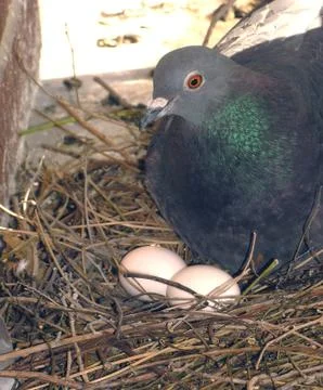 Hatching eggs. Stock Photos
