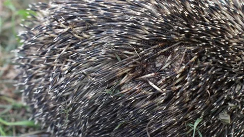 Hatching fly larvae, parasites on a hedgehogs back among its thorns. Animal Video stock 281389082