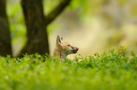 Hatching head of a young fox from a tall blueberry tree in a forest environment 스톡 사진