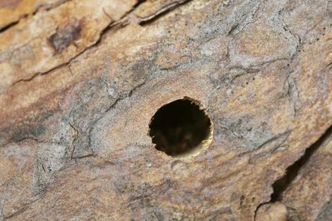 Hatching hole after insect in pine wood Foto stock