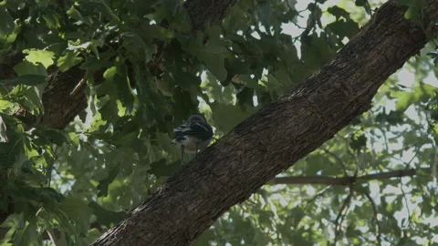 Hatching jay sits on oak branch when adult flies in and feeds it, 4K. Stock Footage 154112623