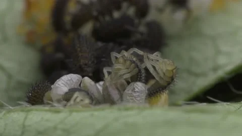Hatching Ladybugs Macro Footage in 4K Stock Footage 183813119