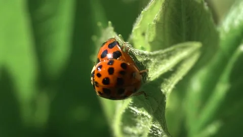 Hatching Ladybugs Macro Footage in 4K Stock Footage 183814459