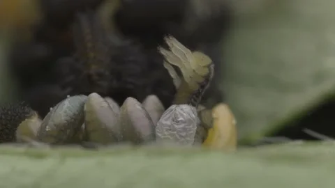 Hatching Ladybugs Macro Footage in 4K Stock Footage 183818120