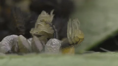 Hatching Ladybugs Macro Footage in 4K Stock Footage 183820734