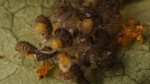Hatching Ladybugs Macro Footage in 4K Stock Footage 183822062