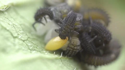 Hatching Ladybugs Macro Footage in 4K Stock Footage 183822255