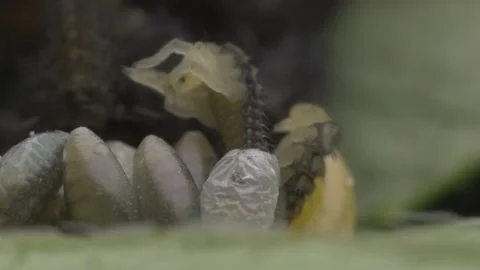 Hatching Ladybugs Macro Footage in 4K Stock Footage 183823360