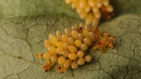 Hatching Ladybugs Macro Footage in 4K Stock Footage 183823570