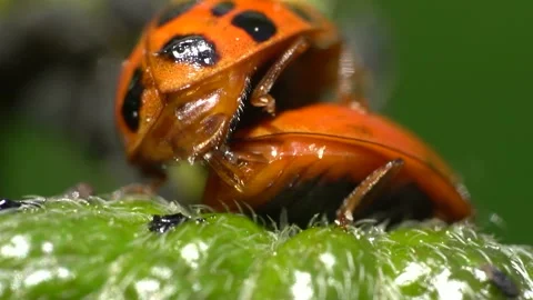 Hatching Ladybugs Macro Footage in 4K Stock Footage 183840847