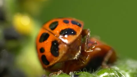 Hatching Ladybugs Macro Footage in 4K Stock Footage 183840999