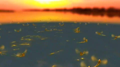 Hatching mayflies Stock Footage 288173511