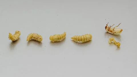 Hatching of mealworm beetle time lapse Stock Footage 264101869