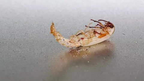 Hatching of mealworm beetle time lapse Stock Footage 264801359