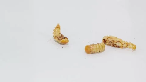Hatching of mealworm beetle time lapse Stock Footage 266406435