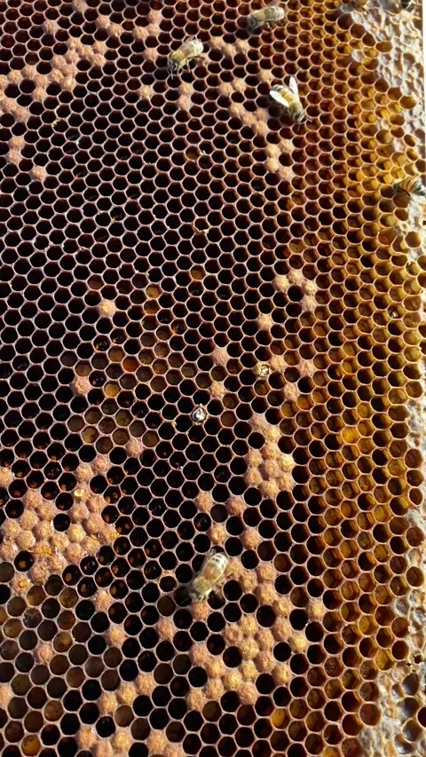 Hatching a new bee in the hive Stock Footage 243573923