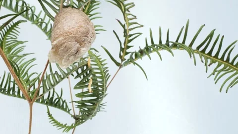 Hatching of praying mantis eggs. Stock Footage 301077865