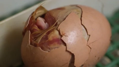 Hatching process of chicks in an incubator Stock Footage 191005373