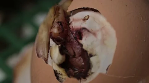 Hatching process of chicks in an incubator Stock Footage 191005491