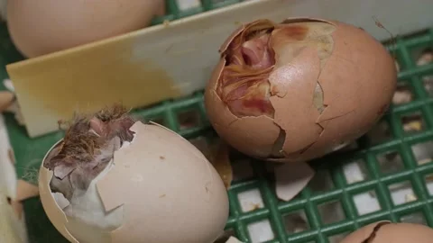 Hatching process of chicks in an incubator Stock Footage 191019416