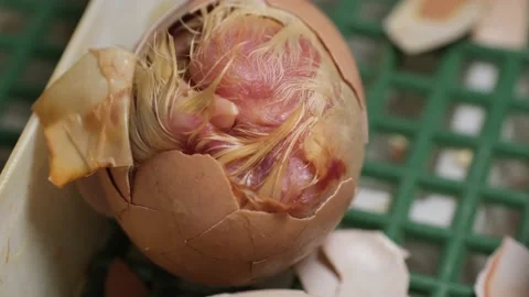 Hatching process of chicks in an incubator Stock Footage 191019879