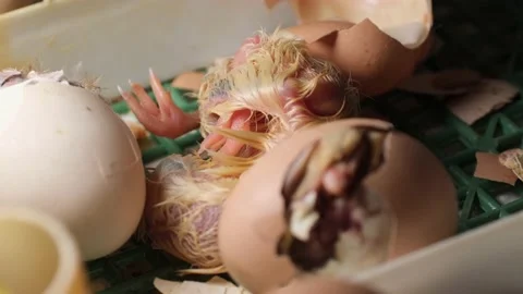 Hatching process of chicks in an incubator Stock Footage 191020948