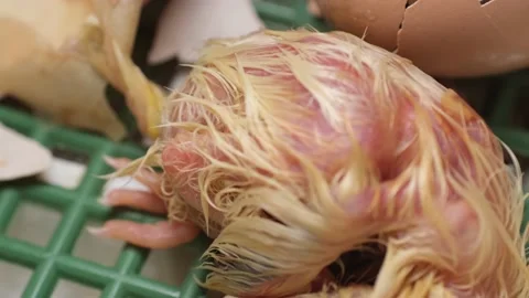 Hatching process of chicks in an incubator Stock Footage 191021188