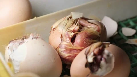 Hatching process of chicks in an incubator Stock Footage 191021520