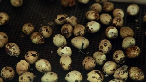 The hatching of quails from eggs. Chicks in the incubator. Breeding animals on t Video stock 151429869