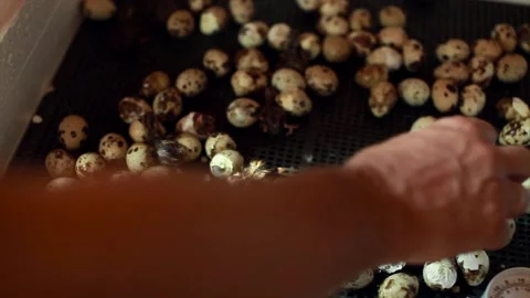 The hatching of quails from eggs. Chicks in the incubator. Breeding animals on Video stock 151873512