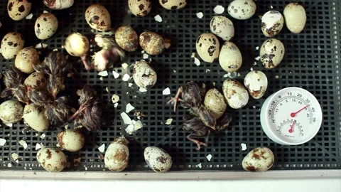 The hatching of quails from eggs. Chicks in the incubator. Breeding animals on Video stock 152745688