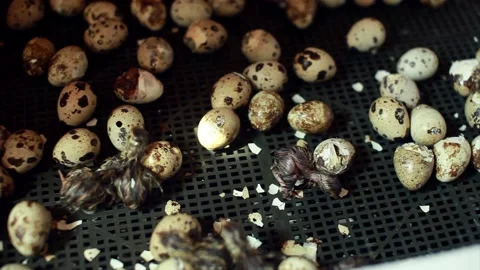 The hatching of quails from eggs. Chicks in the incubator. Breeding animals on t Video stock 153004555