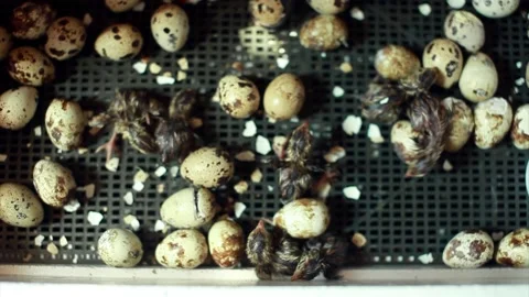 The hatching of quails from eggs. Chicks in the incubator. Breeding animals on t Video stock 153066544