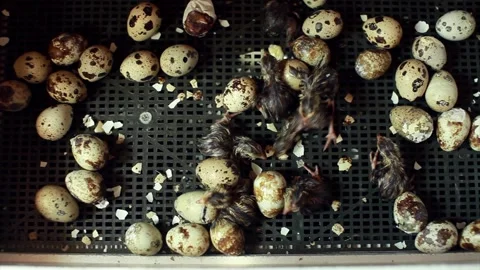 The hatching of quails from eggs. Chicks in the incubator. Breeding animals on t Video stock 153123540