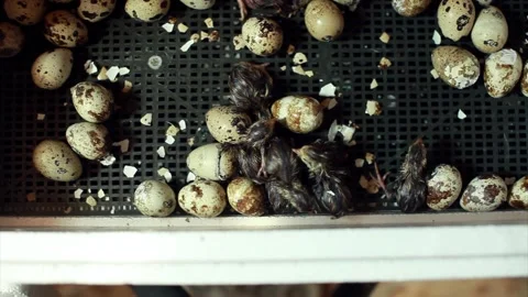 The hatching of quails from eggs. Chicks in the incubator. Breeding animals on t Video stock 153190900