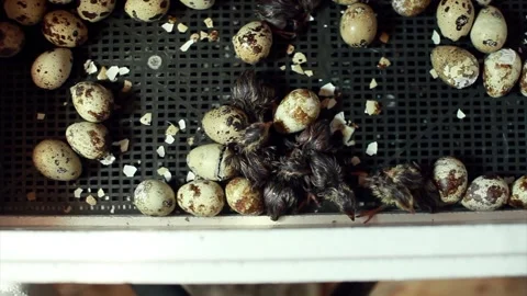 The hatching of quails from eggs. Chicks in the incubator. Breeding animals on t Video stock 153250424