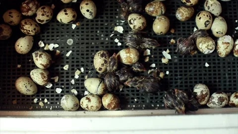 The hatching of quails from eggs. Chicks in the incubator. Breeding animals on t Video stock 153476424